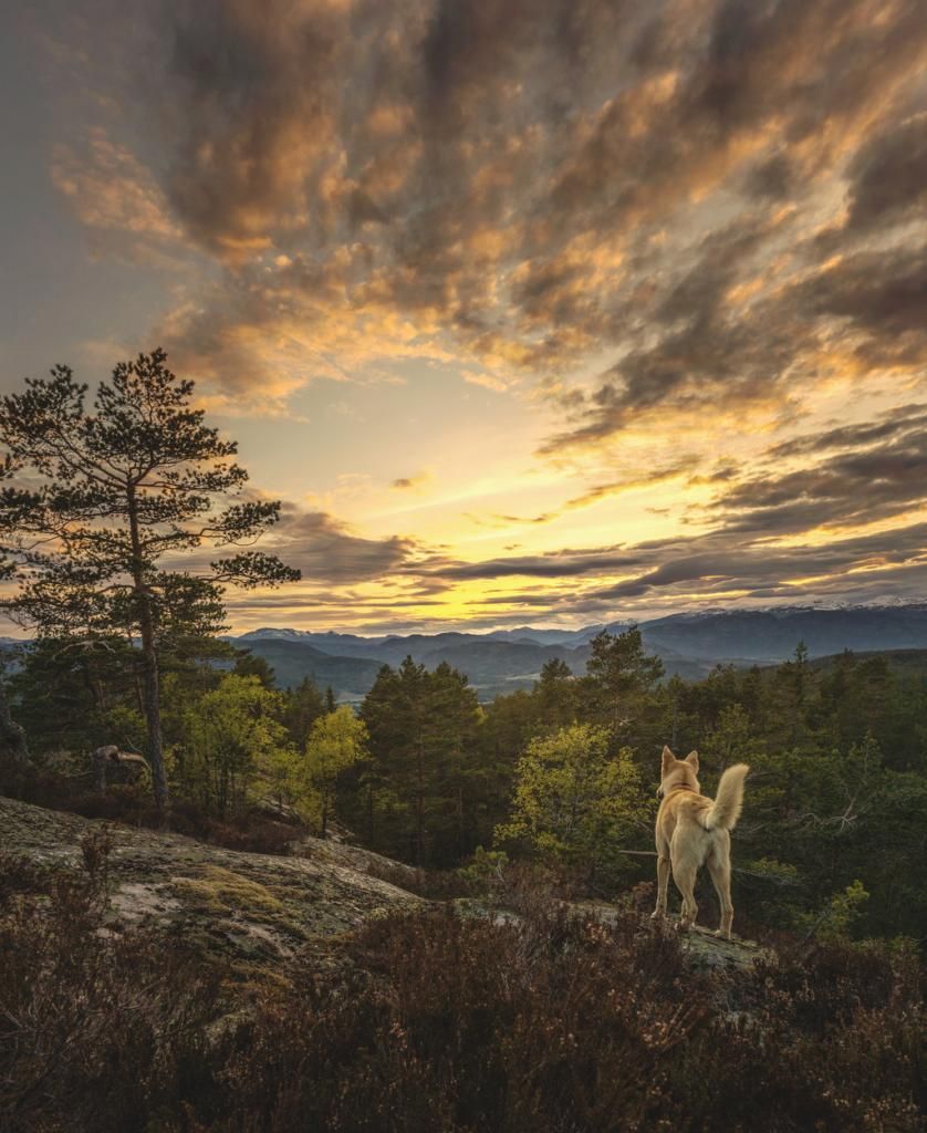 walkers by oprust d7hyse1 zpsdf6e01c1original