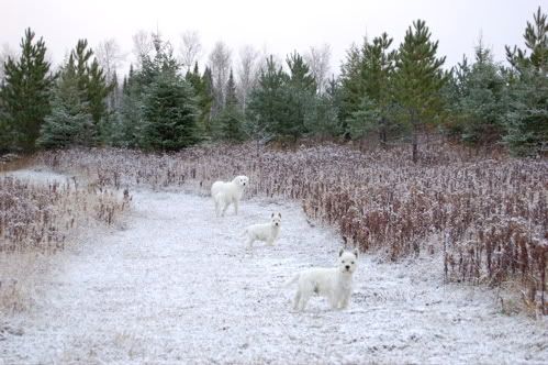 Official Snow Post. - Homesteading Questions