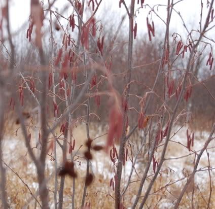 Beavers - Homesteading Questions
