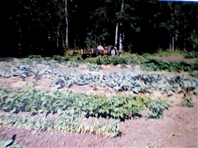 Northern Garden Harvest Pics. - Gardening & Plant Propagation