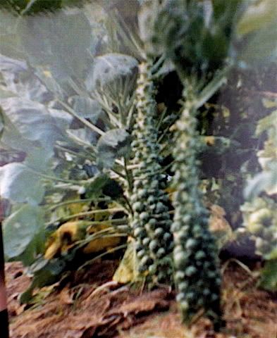 Northern Garden Harvest Pics. - Gardening & Plant Propagation