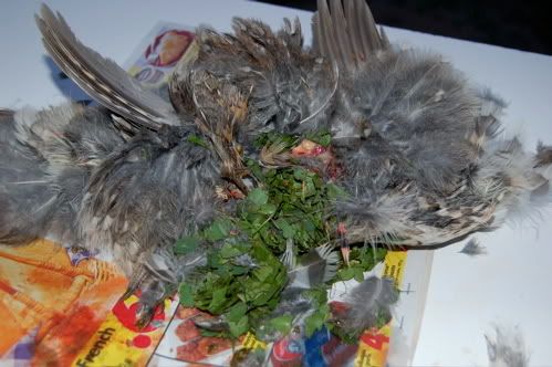 Having Grouse for Dinner...courtesy of my doggie - The Great Outdoors