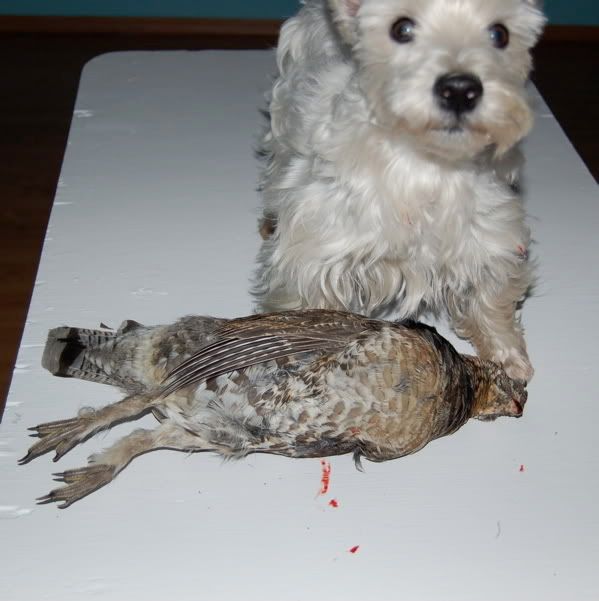 Having Grouse for Dinner...courtesy of my doggie - The Great Outdoors