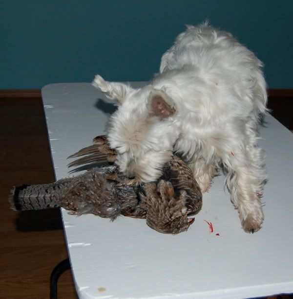 Having Grouse for Dinner...courtesy of my doggie - The Great Outdoors