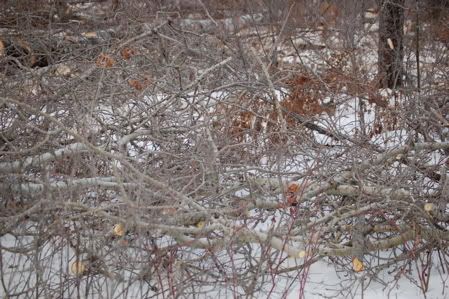 Bunny Piles?? - The Great Outdoors