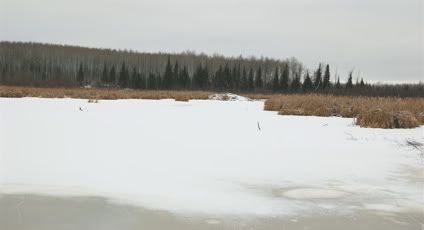 Beavers - Homesteading Questions