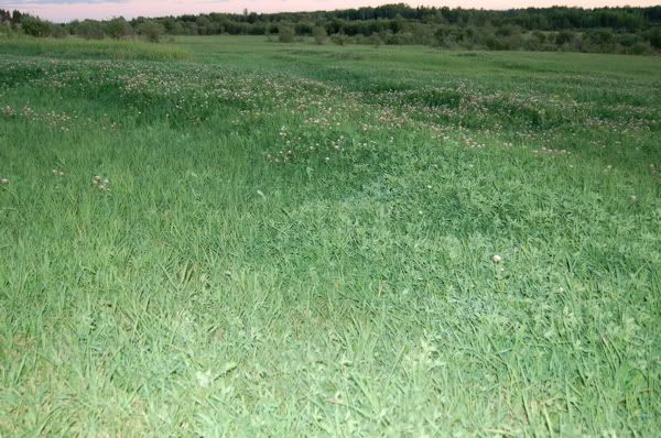 I Want some ideas about my Field - Homesteading Questions