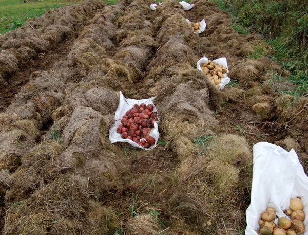 My Potato Harvest not too bad - Gardening & Plant Propagation