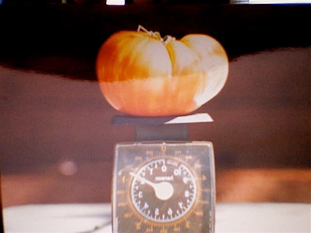 Northern Garden Harvest Pics. - Gardening & Plant Propagation