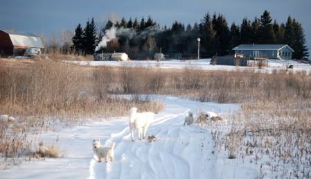 Let's see some pictures of your place... - Homesteading Questions