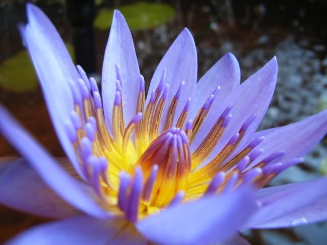 water lily Pictures, Images and Photos