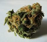 bud Pictures, Images and Photos