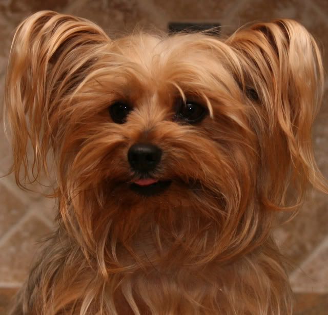 IMAGE: http://i44.photobucket.com/albums/f36/inim_mini/chauncy.jpg