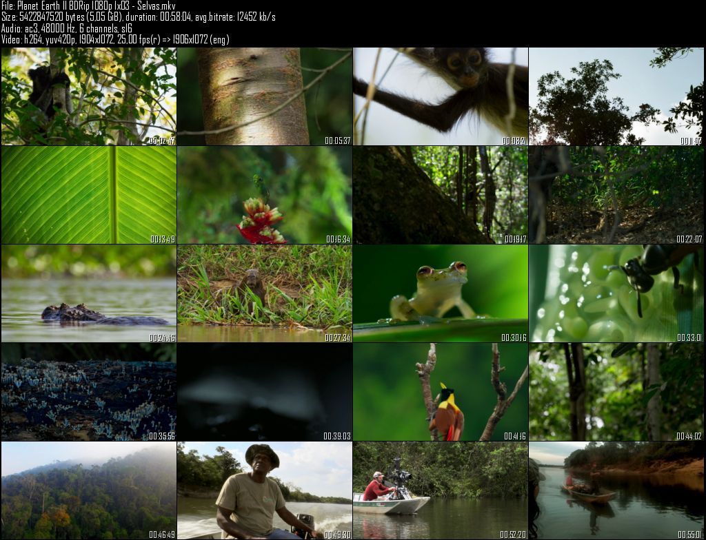Planet20Earth20II20BDRip201080p201x0320 20Selvas zpsbqli9pn7 - Planeta Tierra II  2D/3D HOU [BBC EARTH] (2016) [BDRip 1080p MKV H264] [ACE 5.1 CAST Subt. ES] [6/6] [VS]
