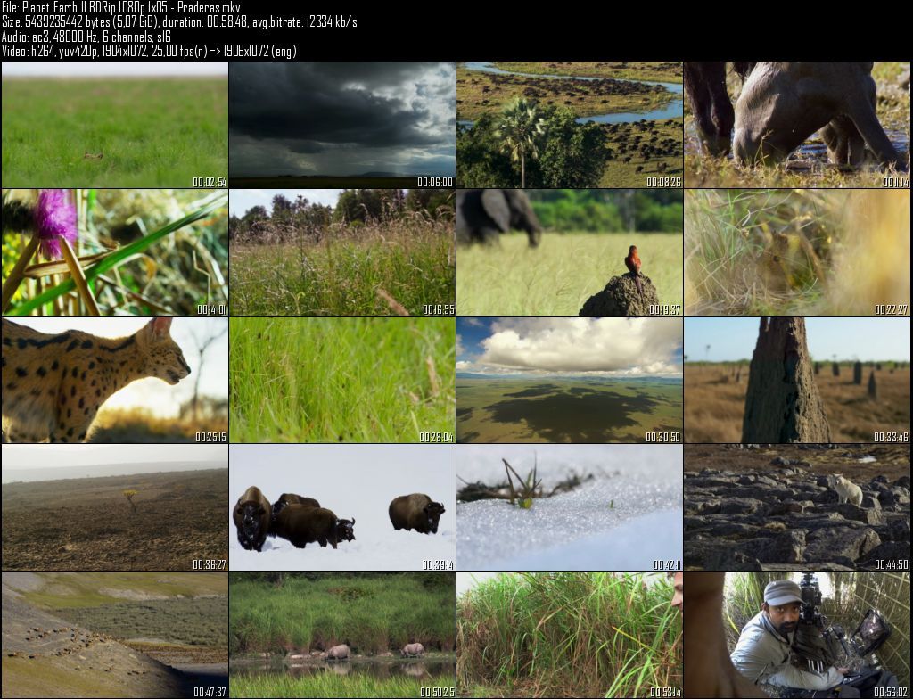 Planet20Earth20II20BDRip201080p201x0520 20Praderas zpspme0qjgr - Planeta Tierra II  2D/3D HOU [BBC EARTH] (2016) [BDRip 1080p MKV H264] [ACE 5.1 CAST Subt. ES] [6/6] [VS]