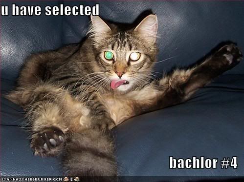 lol cat photo: Lol cat bachelor selection.jpg