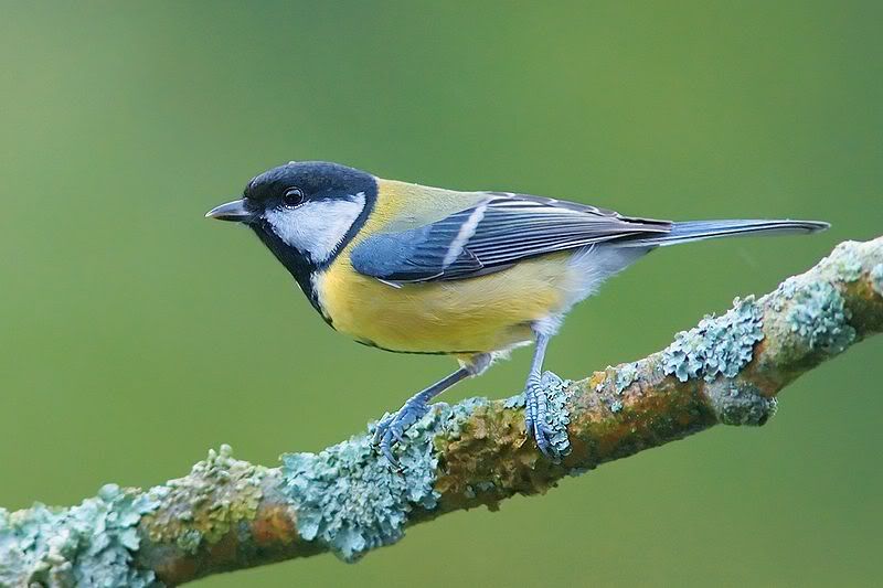 800px-Parus_major_2_Luc_Viatour.jpg