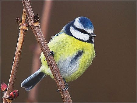 tomlin_blue_tit_450x338.jpg