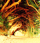 yew%20tree%20avatar%20contest_zpszgeclrhr.png