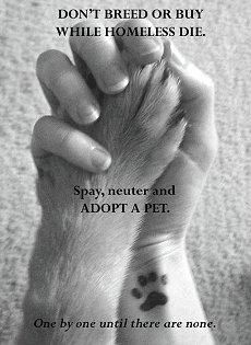adopting.jpg