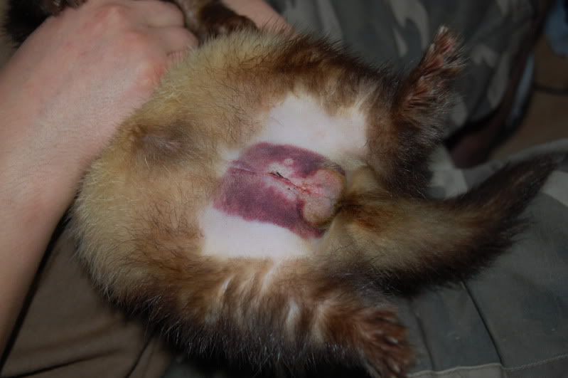 ferret castration