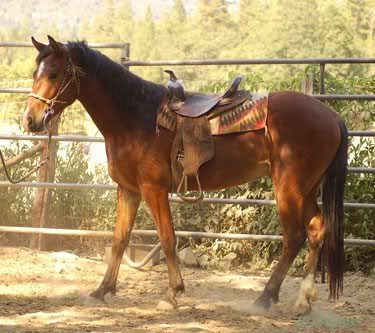 wild_horse_and_burro-WidePar-000101-ImageWideParimage22gif.jpg