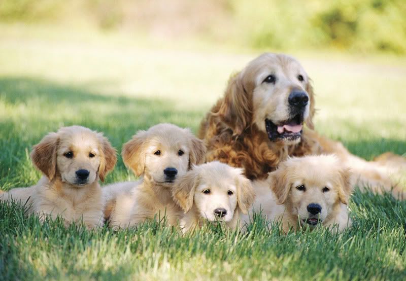 [http://i44.photobucket.com/albums/f42/MutantSith/1362_-_Golden_Retriver_with_Puppies.jpg]