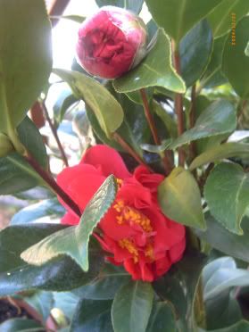CameliaJap.jpg