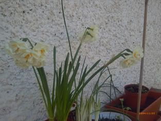 Narcisibianchi.jpg