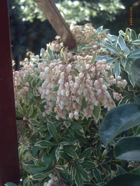 Pieris-1.jpg