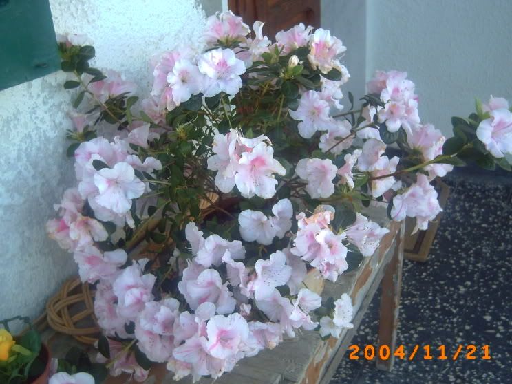 Azalearosanonna.jpg