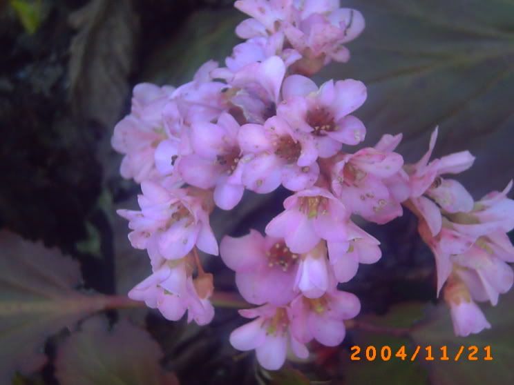 Bergenia-fiore.jpg