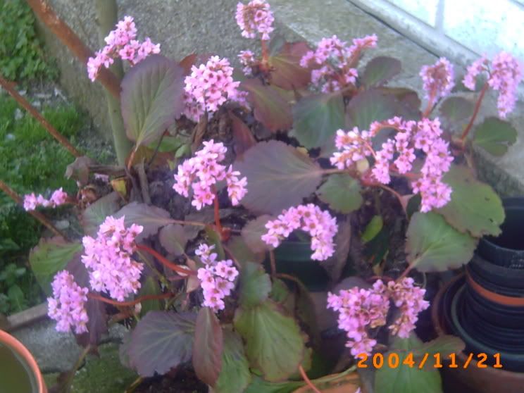Bergenia.jpg