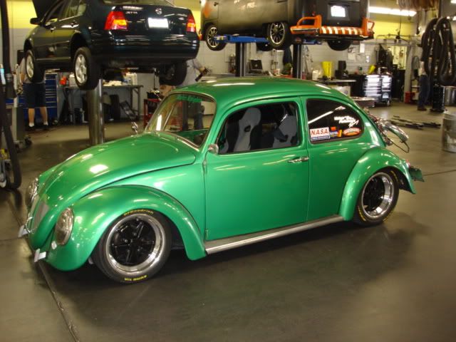 street beetle