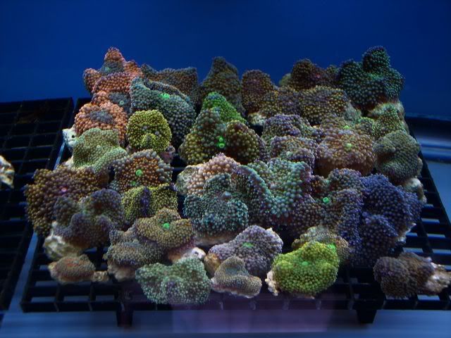 000 0389 - The Start of My New Reef