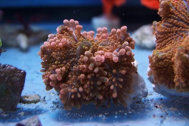 100 2850 - The Start of My New Reef