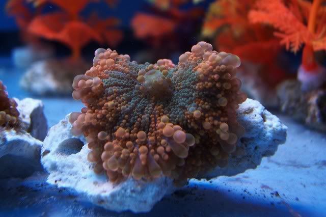 100 2852 - The Start of My New Reef