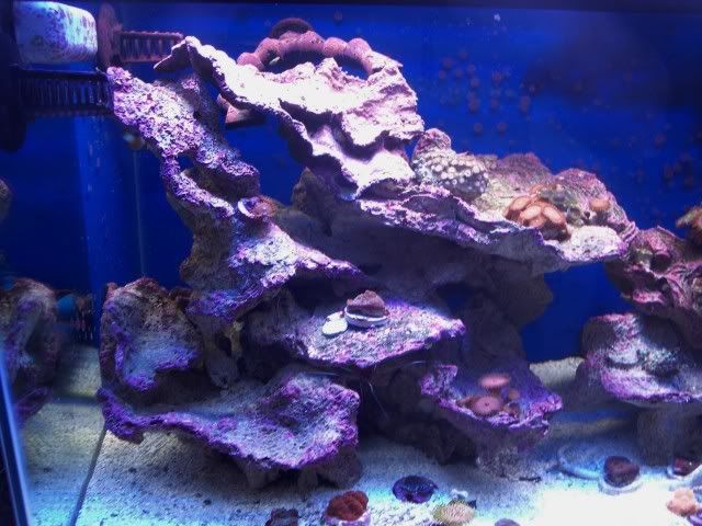 LeftFront - The Start of My New Reef
