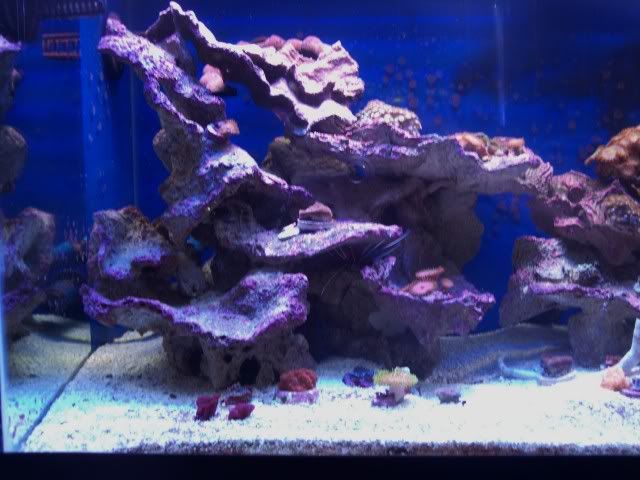 LeftSideFront - The Start of My New Reef
