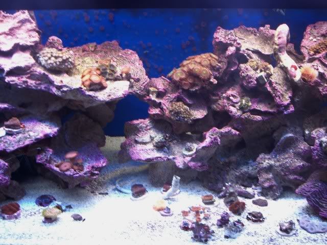 MiddleTop - The Start of My New Reef