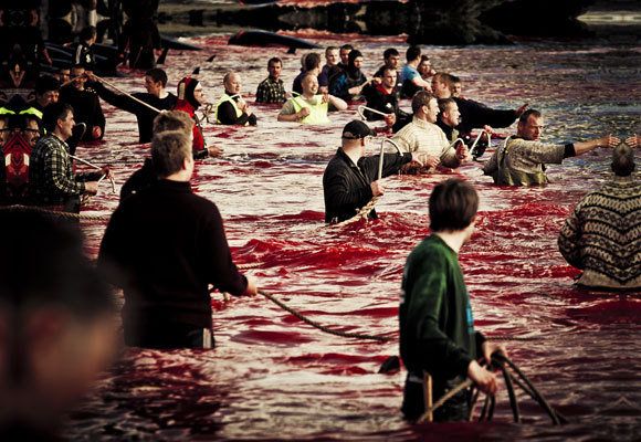 la-me-gs-whale-wars-paul-watson-faroes-killing-001.jpg