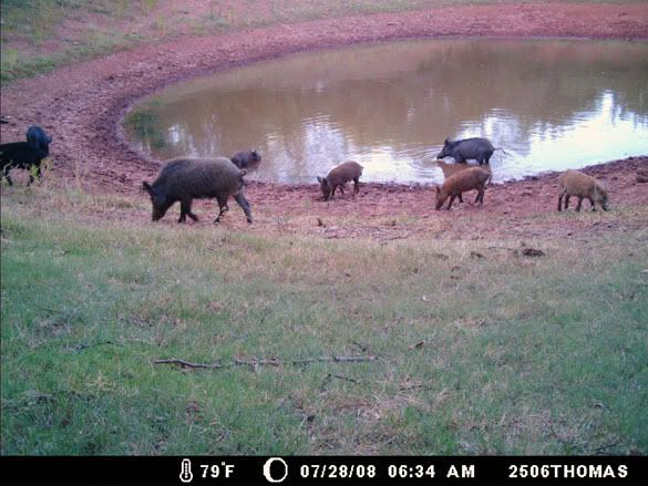 pig5.jpg