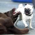 Dog_Theme.jpg