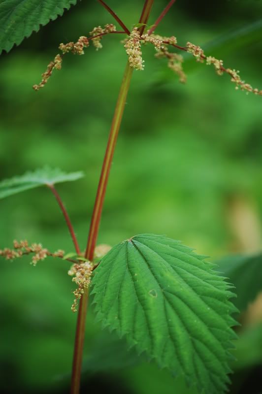 stinging nettle Pictures, Images and Photos