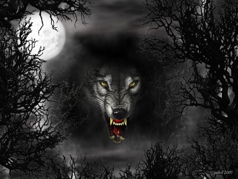 dark wolves
