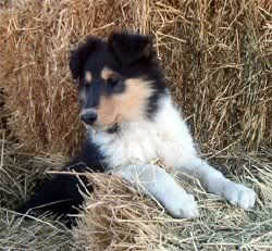 collie_puppy.jpg