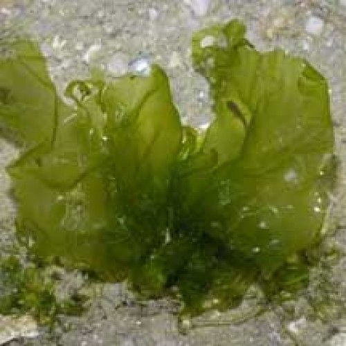 sealettuce-500x500_zps417a5cf9.jpg