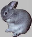 bunny rabbit