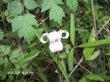 HPIM1663-2.jpg image by amwildone