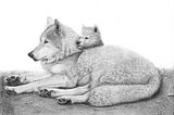 Wolves-4.jpg image by amwildone